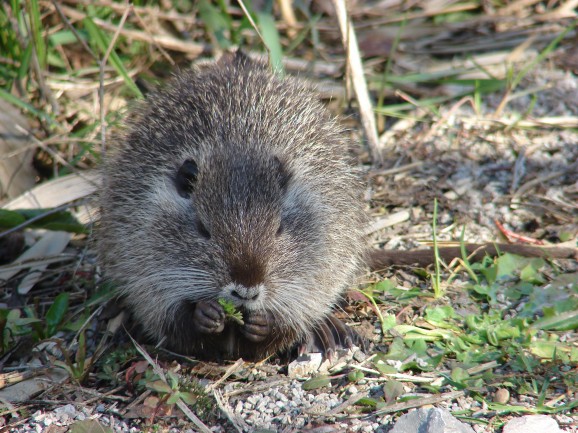 Nnutria