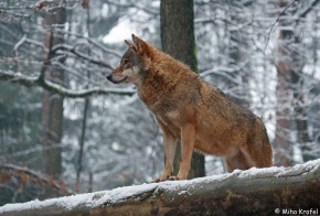 Predavanje: Volkovi iz slovenskih gozdov