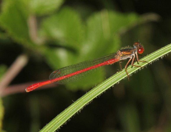 Ceriagrion tenellum, maschio, foto: Matjaž Bedjanič