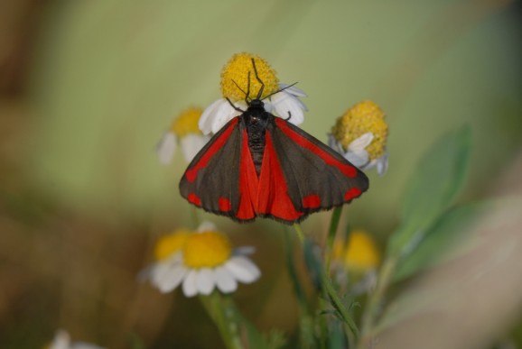 Rdeči pisanček (Melitaea didyma), foto: Slavko Polak