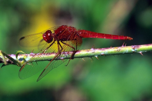 Crocothemis erythraea, foto: Matjaž Bedjanič