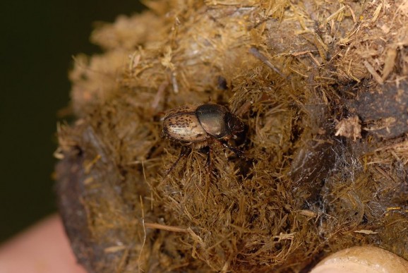 Goveji skarabej (Onthophagus vacca), foto: Slavko Polak