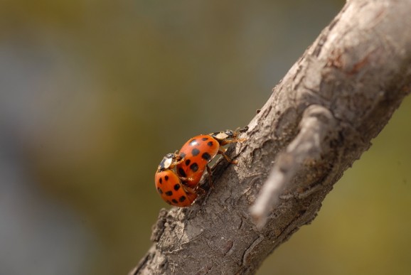 Harlekinska polonica (Harmonia axyridis), foto: Slavko Polak