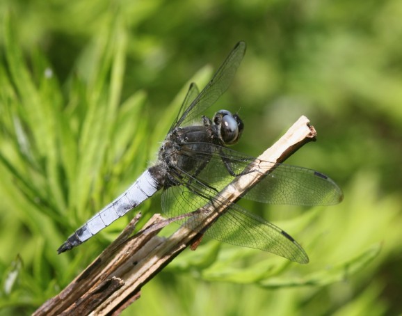 Libellula fulva, foto: Matjaž Bedjanič