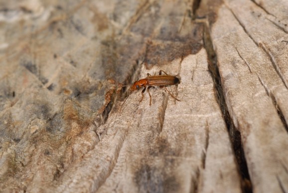 Obalni blesceci rogin (Necerdes melanura), foto: Slavko Polak