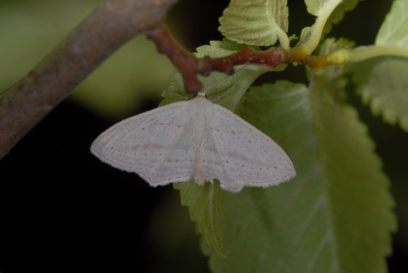 Obmorski pedic (Scopula emutaria), foto: Slavko Polak