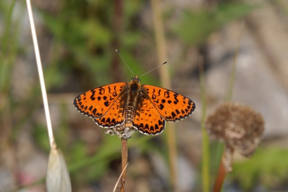 Rdeči pisanček (Melitaea didyma), foto: Slavko Polak