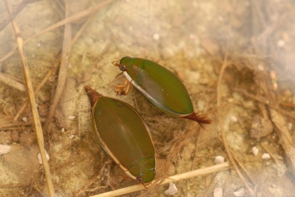 Škofovska kapa (Cybister lateralimarginalis), foto: Slavko Polak