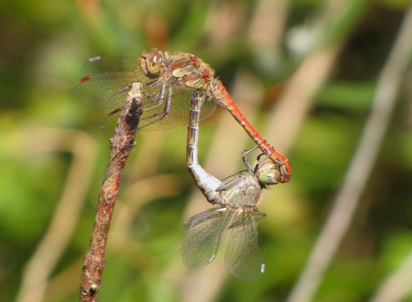 Sympetrum striolatum, foto: Matjaž Bedjanič