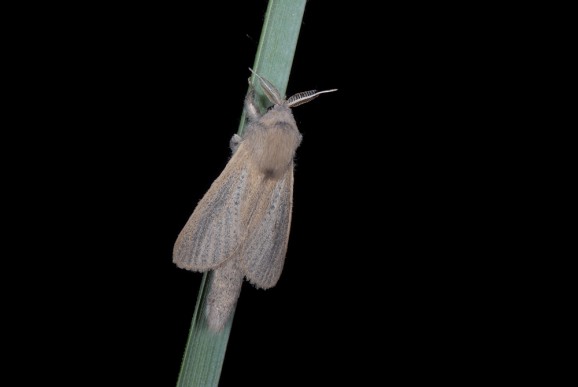 Trstni lesovrt (Phragmataecia castaneae), foto: Slavko Polak