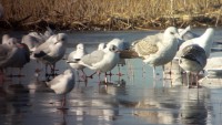 Tedenski monitoring ptic – 27. januar 2017