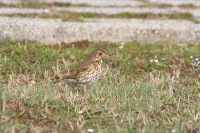 Tedenski monitoring ptic – 16. februar 2017