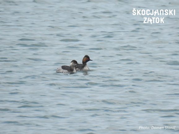 Črnovrati ponirek (Podiceps nigricollis), foto: Domen Stanič 