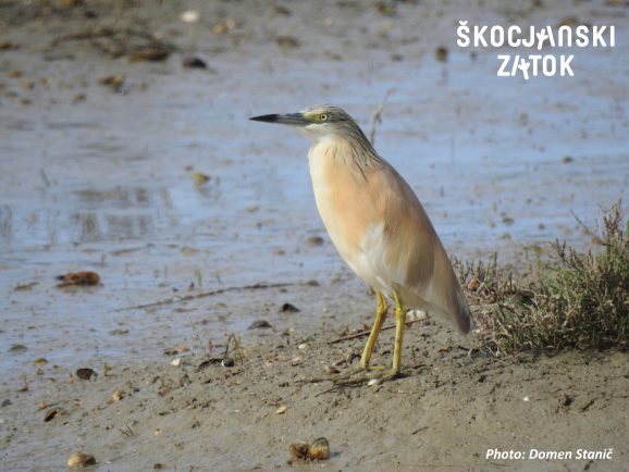 ČOPASTA ČAPLJA/Sgarza ciuffetto/Squacco Heron/Ardeola ralloides, foto: Domen Stanič