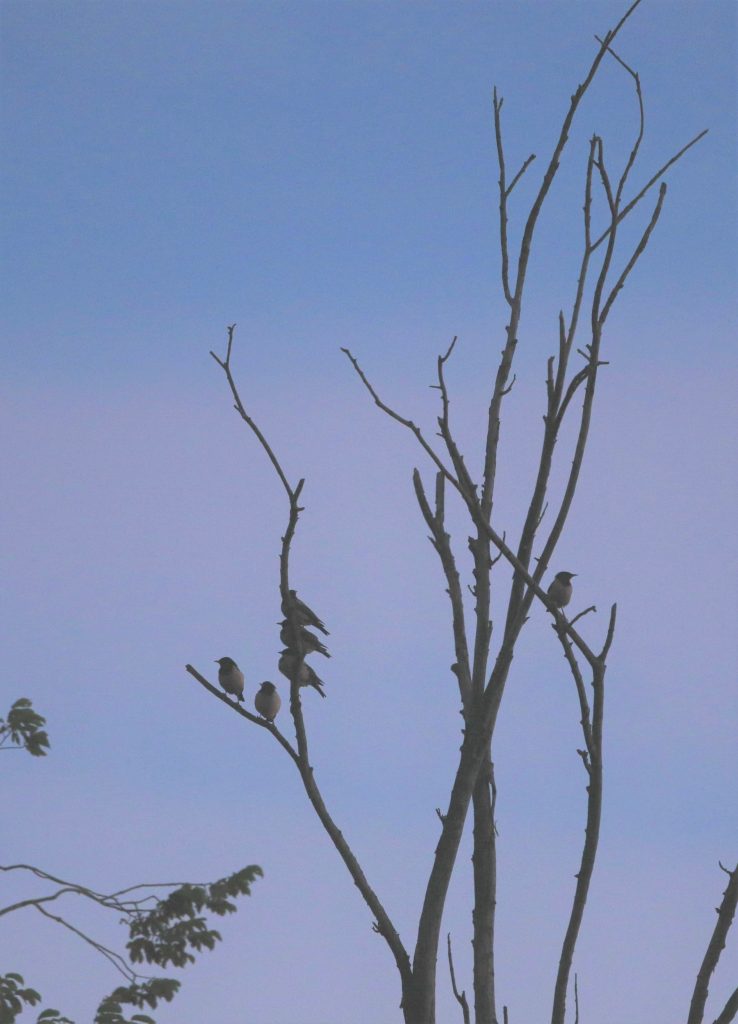 ROŽNATI ŠKOREC/Storno roseo/Rose-coloured Starling/Pastor roseus