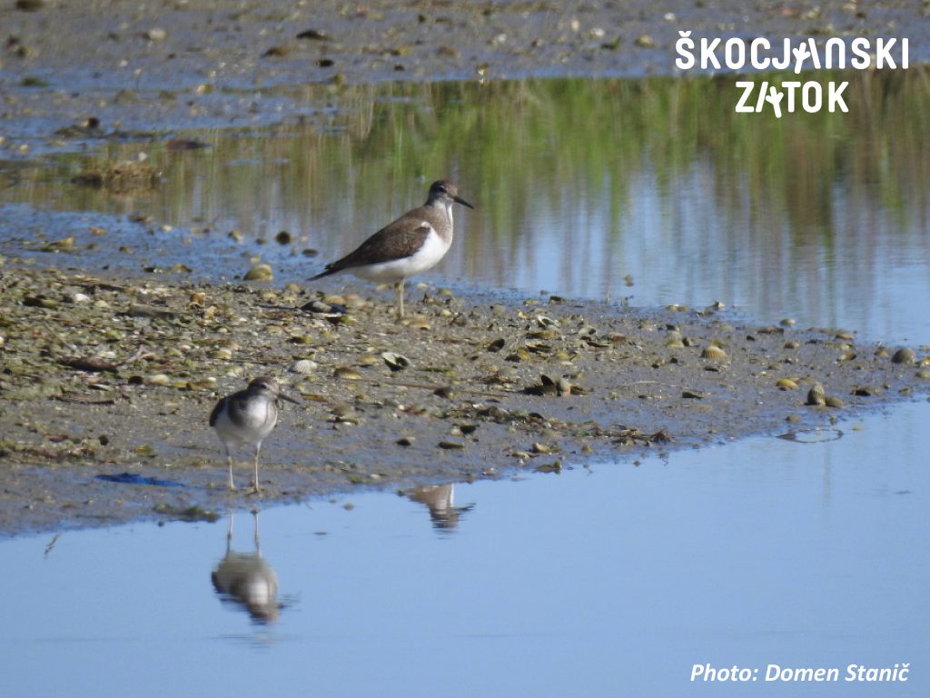 Mali martinec/Piro piro piccolo/Common Sandpiper/Actitis hypoleucos, foto: Domen Stanič