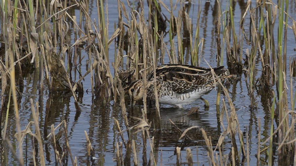 Snipe/Gallinago gallinago, photo: Mirko Kastelic