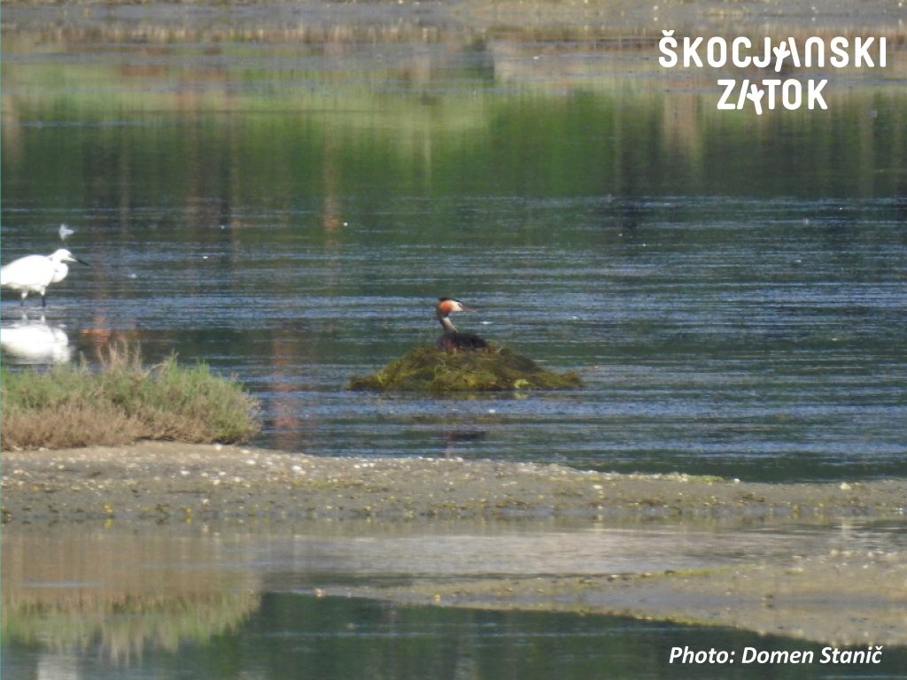 Čopasti ponirek/Svasso maggiore/Great Crested Grebe/Podiceps cristatus, photo: Domen Stanič