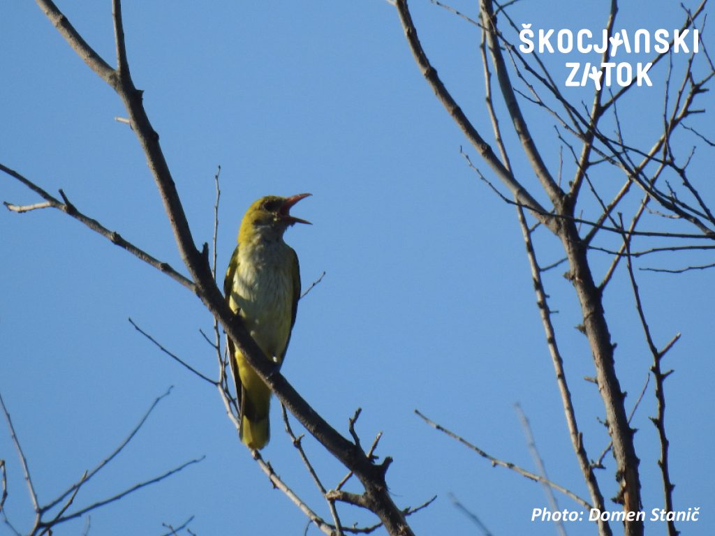 Golden Oriole/Oriolus oriolus, photo: Domen Stanič