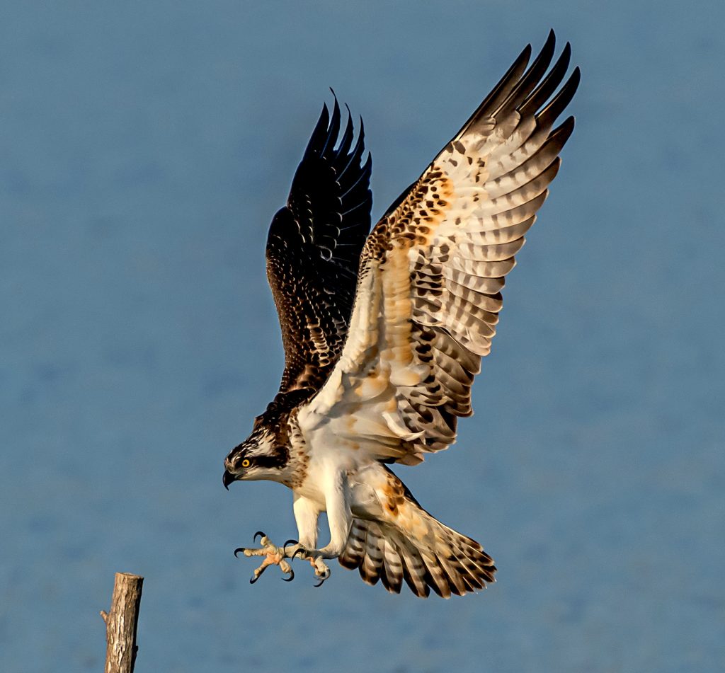 RIBJI OREL/Falco pescatore/Osprey/Pandion haliaetus Photo: Danilo Kotnik