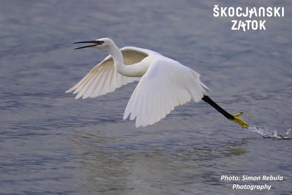 Mala bela čaplja / Garzetta / Egretta garzetta, photo: Simon Rebulaa