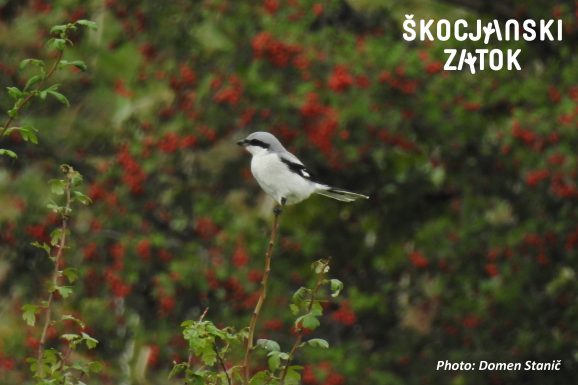 VELIKI SRAKOPER/Averla maggiore/Great Grey Shrike/Lanius excubitor, photo: Domen Stanič