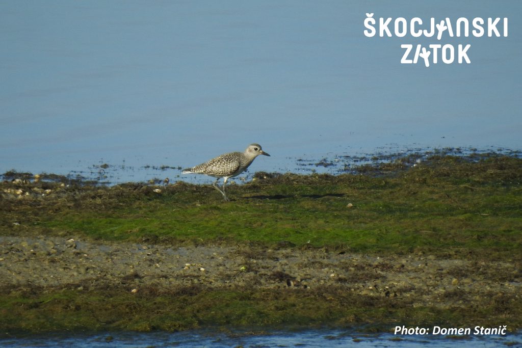 ČRNA PROSENKA/Pivieressa/Grey Plover/Pluvialis squatarola, photo: Domen Stanič