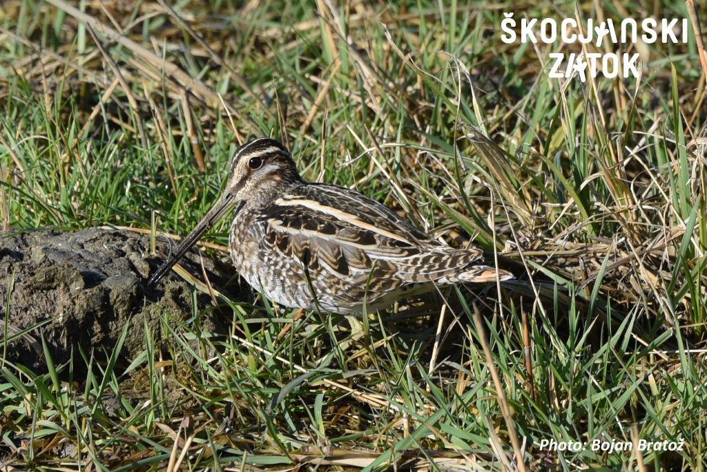 Kozica/Beccaccino/Snipe/Gallinago gallinago, photo: Bojan BRatož