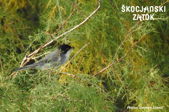 ŽAMETNA PENICA/Occhiocotto/Sardinian Warbler/Sylvia melanocephala, photo: Domen Stanič