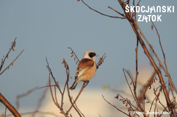 PLAŠICA / Pendolino / Penduline Tit / Remiz pendulinus, photo: Domen Stanič