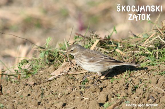 Vriskarica/Spioncello/Water Pipit/Anthus spinoletta, photo: Igor Brajnik