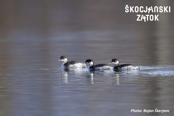 ČRNOVRATI PONIREK/Svasso piccolo/Black-necked Grebe/Podiceps nigricollis:, photo: Bojan Škerjanc