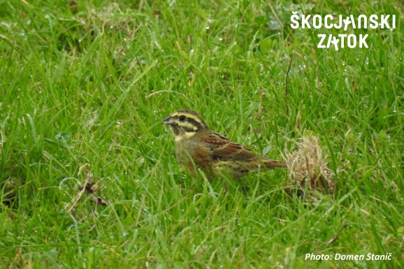 Plotni strnad/Zigolo nero/Cirl Bunting/Emberiza cirlus, photo: Domen Stanič