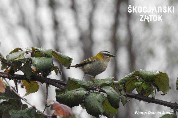 Rdečeglavi kraljiček/Fiorrancino/Firecrest/Regulus ignicapilla, photo: Domen Stanič