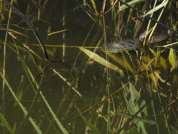 Rdečevratka (Trachemys scripta elegans), foto: Kim Leban