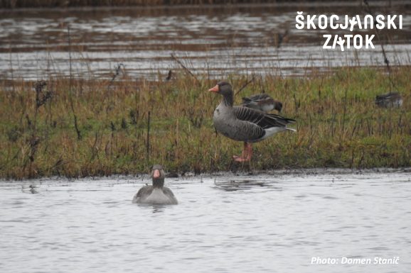 SIVA GOS/Oca selvatica/Greylag Goose/Anser anser, photo: Domen Stanič