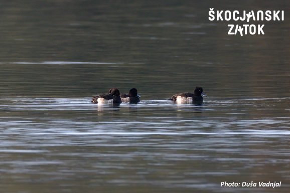 Čopasta črnica/Moretta/Tufted Duck/Aythya fuligula, photo: Duša Vadnjal