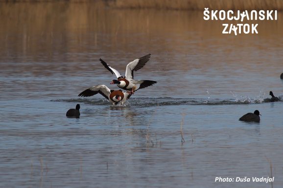 Duplinska kozarka/Volpoca/Shelduck/Tadorna tadorna & Liska/Folaga/Coot/Fulica atra, Photo: Duša Vadnjal