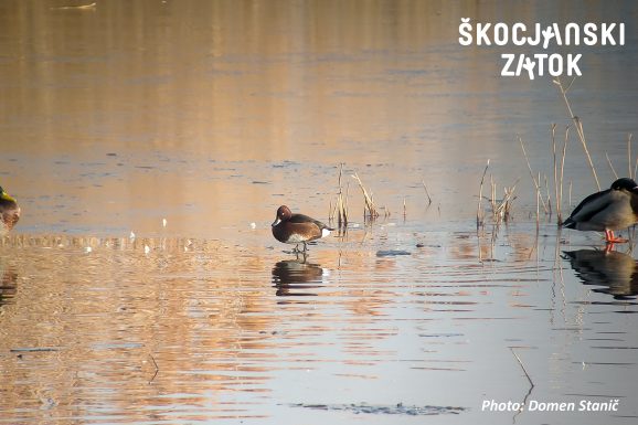 KOSTANJEVKA/Moretta tabaccata/Ferruginous Duck/Aythya nyroca, photo: Domen Stanič