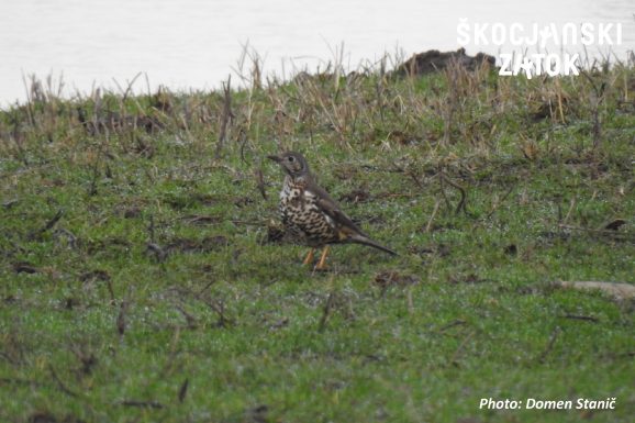 CARAR/Tordela/Mistle Thrush/Turdus viscivorus, photo: Domen Stanič