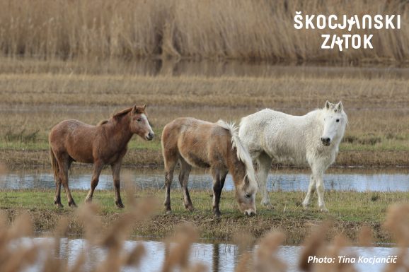 Brin, Aco in teta Falisca, foto: Tina Kocjančič