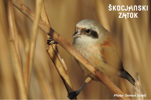 Plašica/Pendolino/Penduline Tit/Remiz pendulinus, photo: Domen Stanič