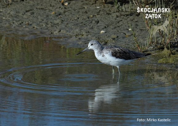 Zelenonogi martinec/Pantana/Greenshank/Tringa nebularia, photo: Miroslav Kastelic