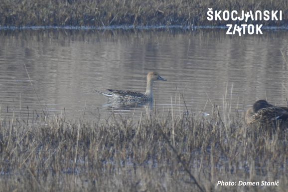 DOLGOREPA RACA/Codone/Pintail/Anas acuta, photo: Domen Stanič