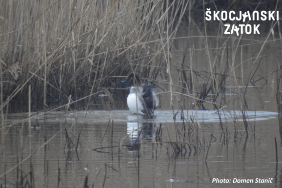 ZVONEC/Quattrocchi/Goldeneye/Bucephala clangula, photo: Domen Stanič