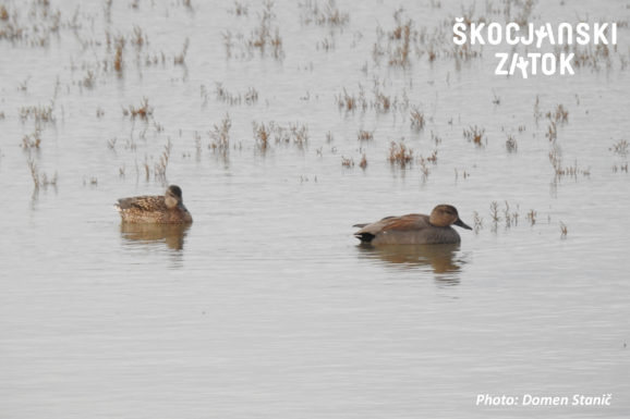 Konopnica/Canapiglia/Gadwall/Mareca strepera, photo: Domen Stanič