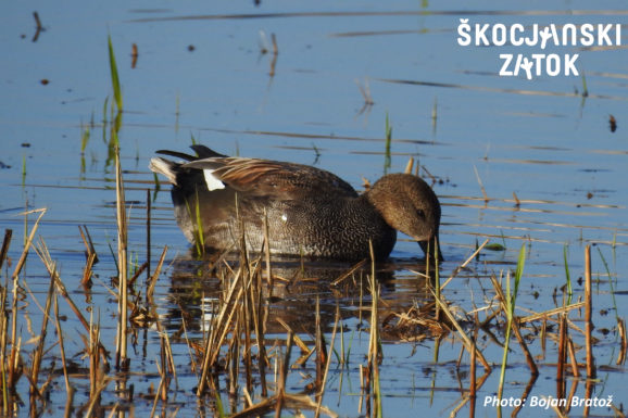 Konopnica/Canapiglia/Gadwall/Mareca strepera, photo: Bojan Bratož