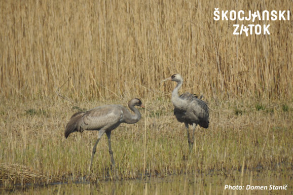 ŽERJAV/Gru/Crane/Grus grus, photo: Domen Stanič