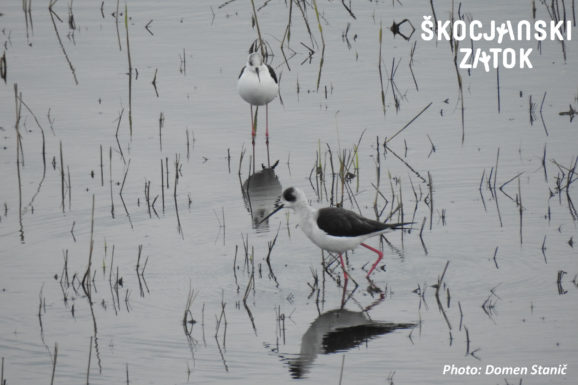 POLOJNIK/Cavaliere d'Italia/Black-winged Stilt/Himantopus himantopus, photo: Domen Stanič