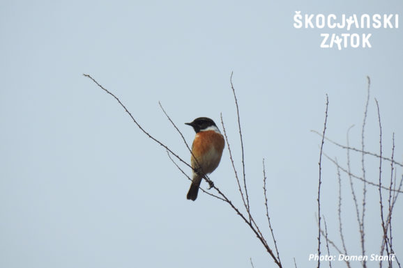 PROSNIK/Saltimpalo/Stonechat/Saxicola torquatus, photo: Domen Stanič